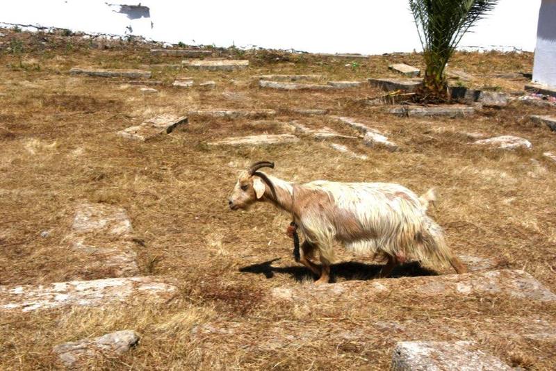 maroc rabat av jazirat al arabe cimetiere juif ancien animmaux chevres ZBL 5236 (6)